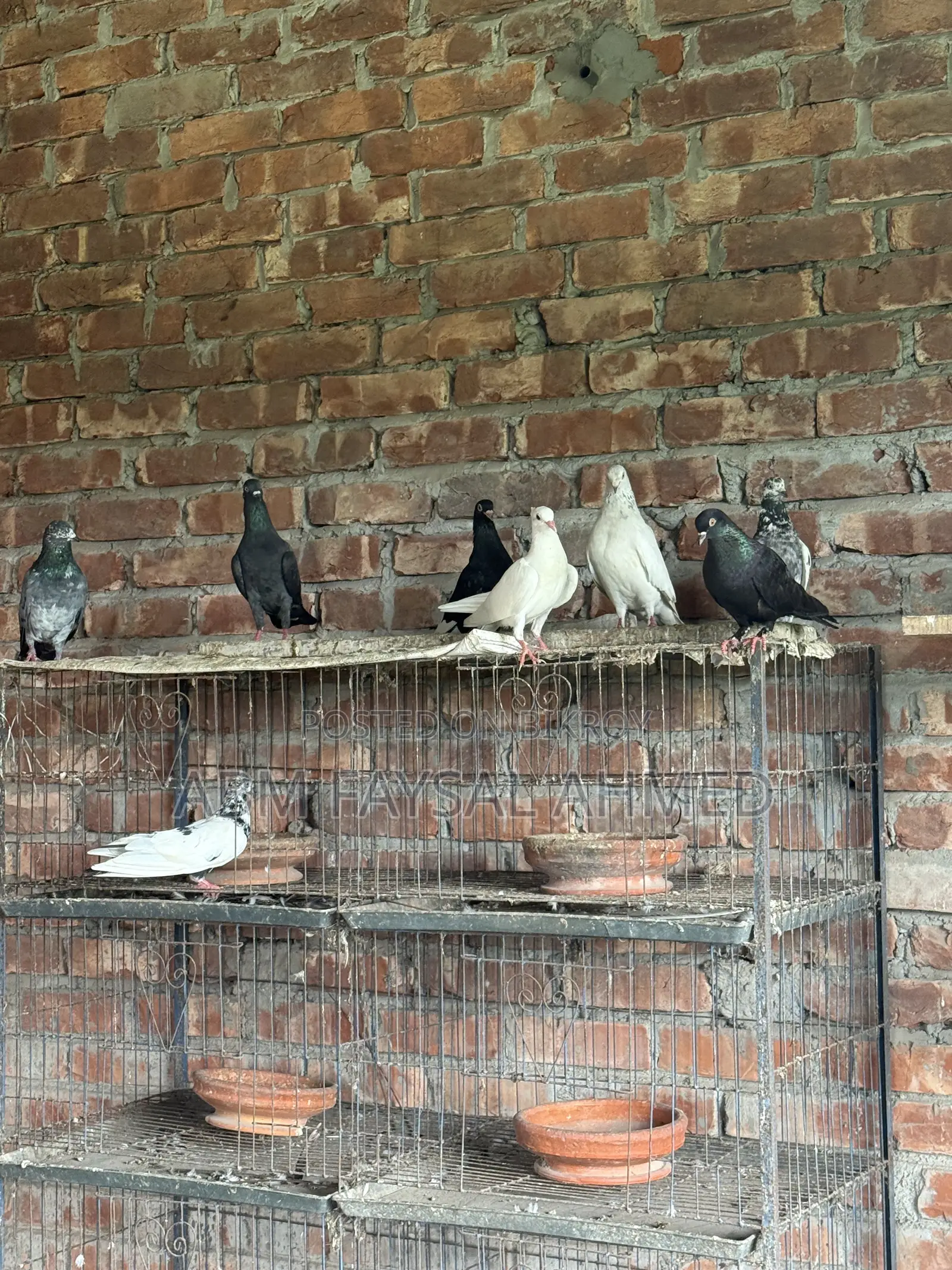 Pigeon for Sell কবুতর বিক্রয় – সুস্থ ও উন্নত জাতের কবুতর