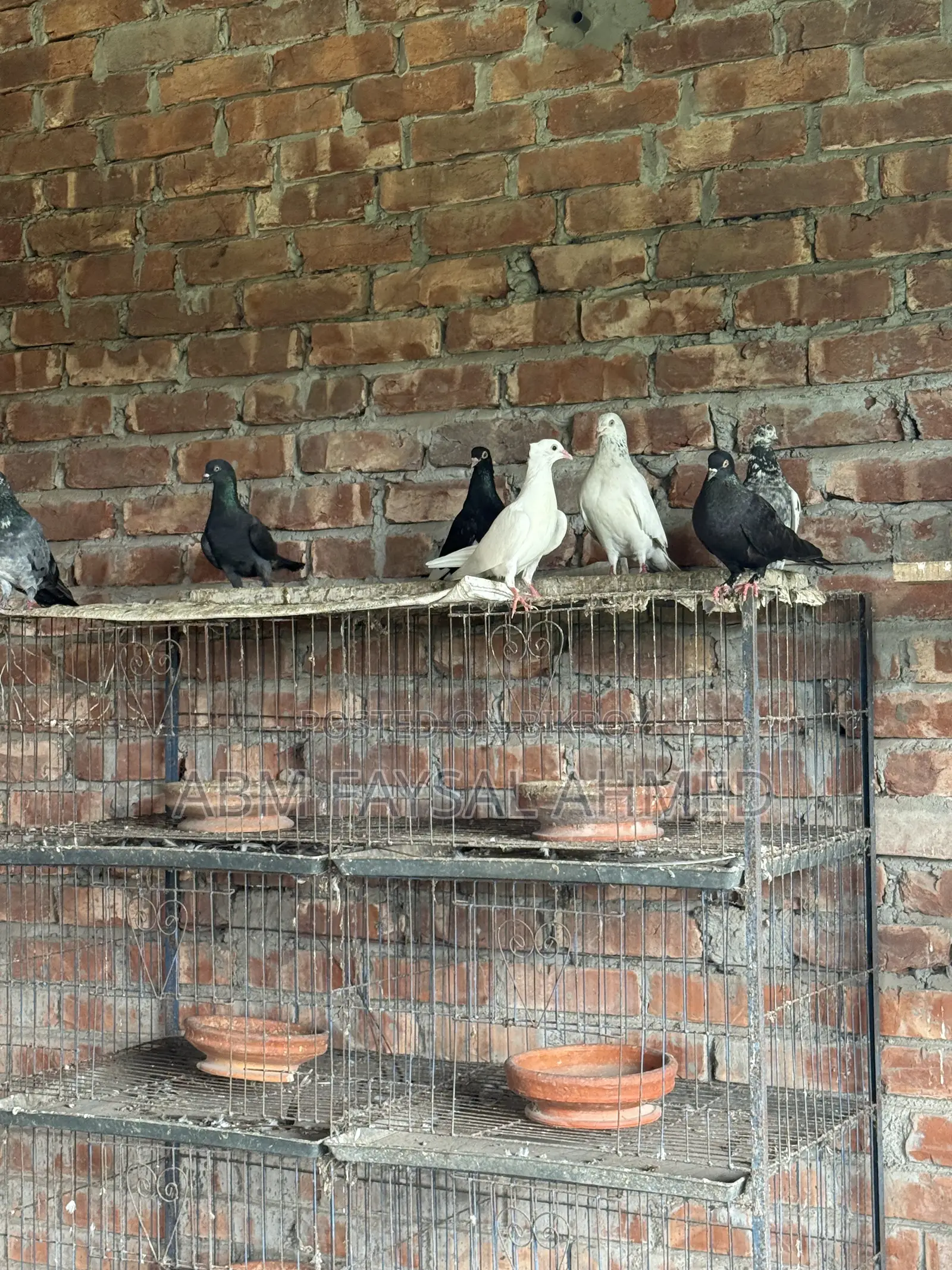 Pigeon for Sell কবুতর বিক্রয় – সুস্থ ও উন্নত জাতের কবুতর