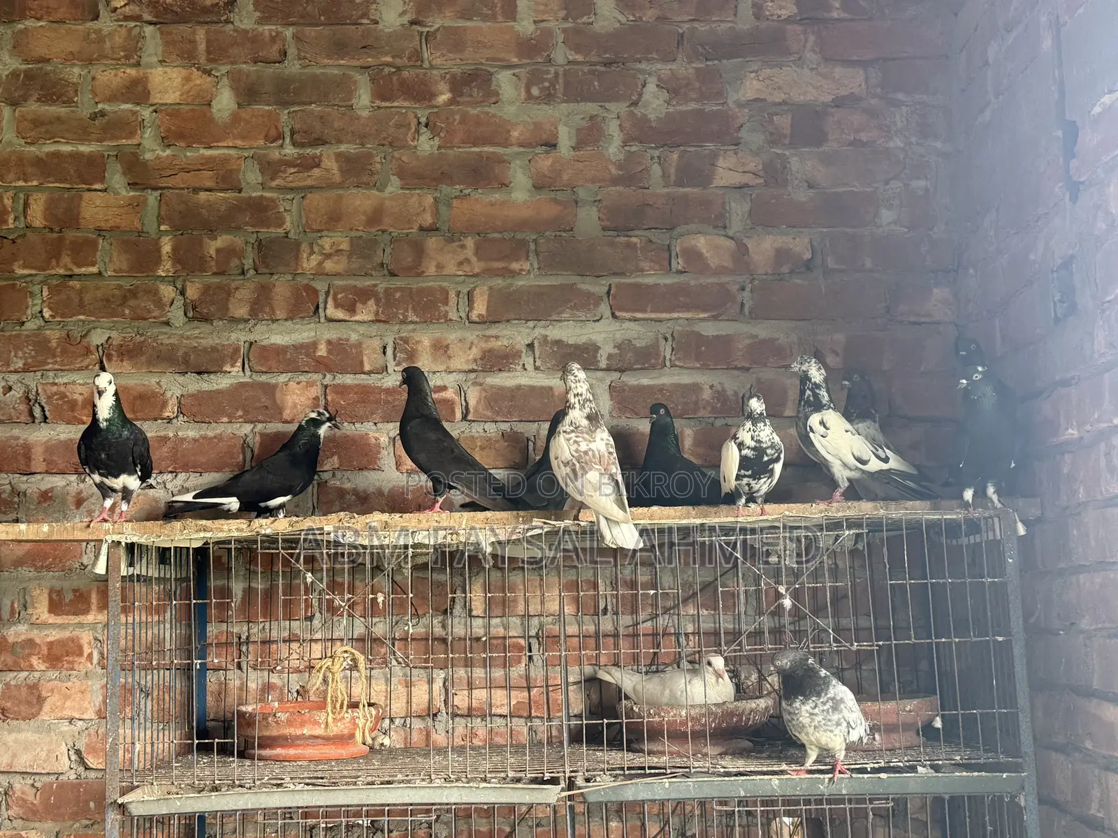 Pigeon for Sell কবুতর বিক্রয় – সুস্থ ও উন্নত জাতের কবুতর