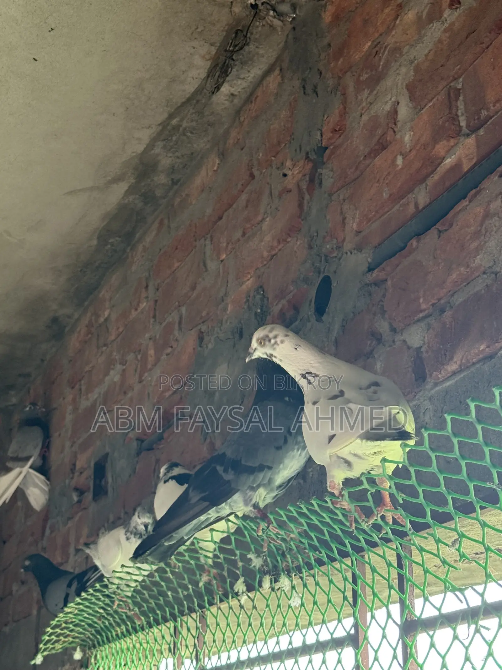 Pigeon for Sell কবুতর বিক্রয় – সুস্থ ও উন্নত জাতের কবুতর