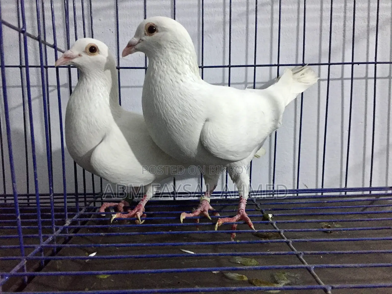 Pigeon for Sell কবুতর বিক্রয় – সুস্থ ও উন্নত জাতের কবুতর