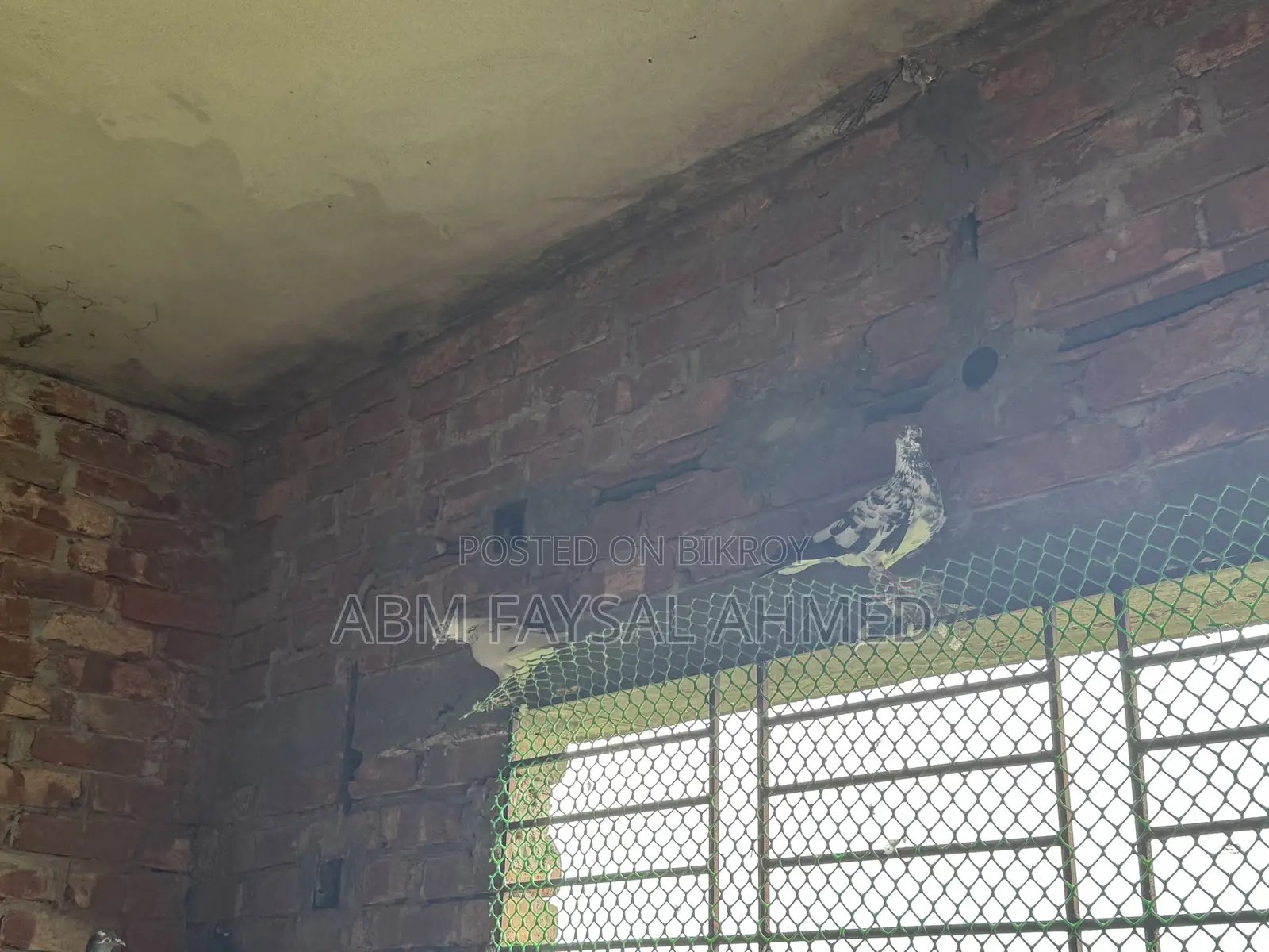 Pigeon for Sell কবুতর বিক্রয় – সুস্থ ও উন্নত জাতের কবুতর