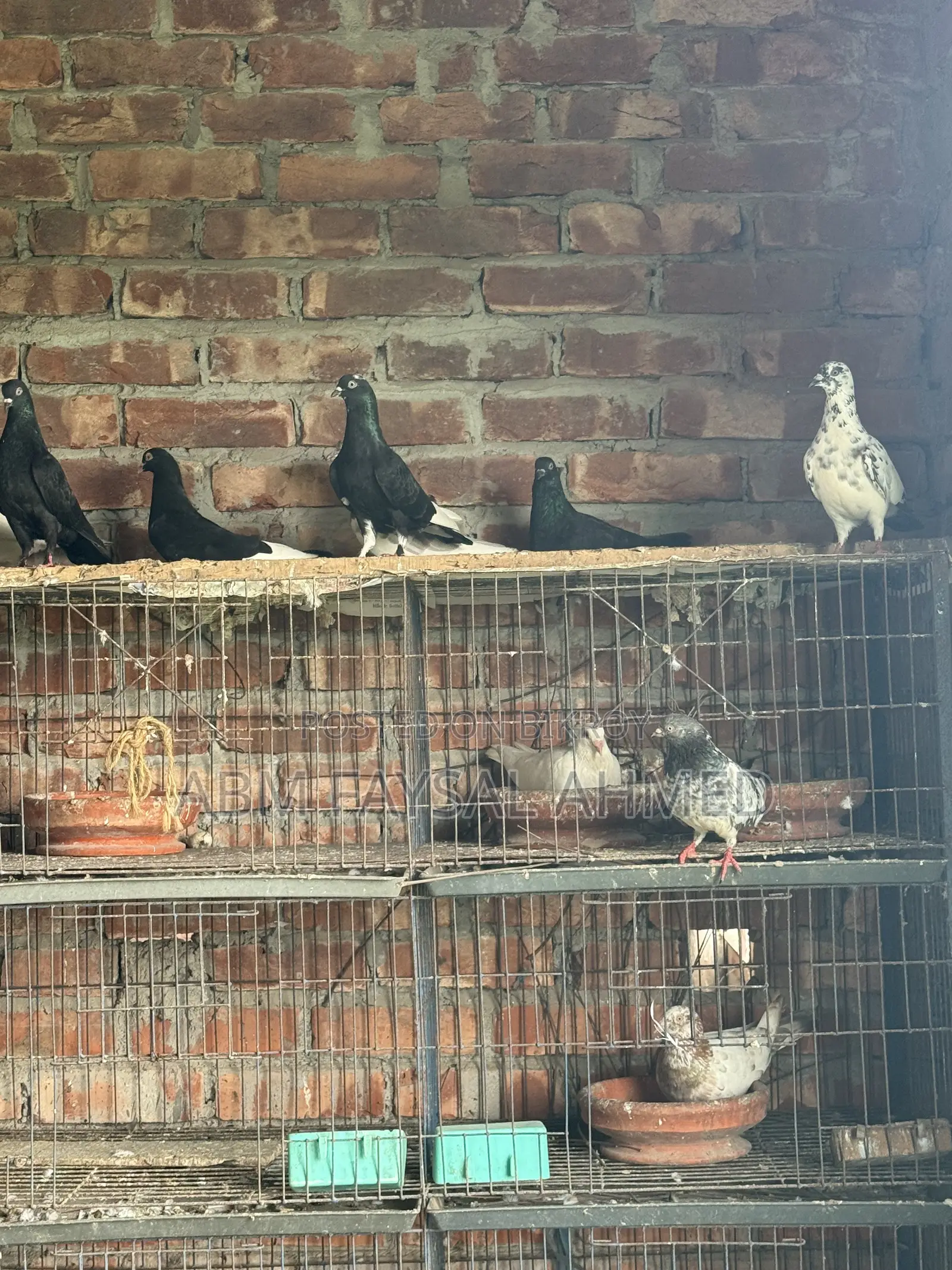Pigeon for Sell কবুতর বিক্রয় – সুস্থ ও উন্নত জাতের কবুতর