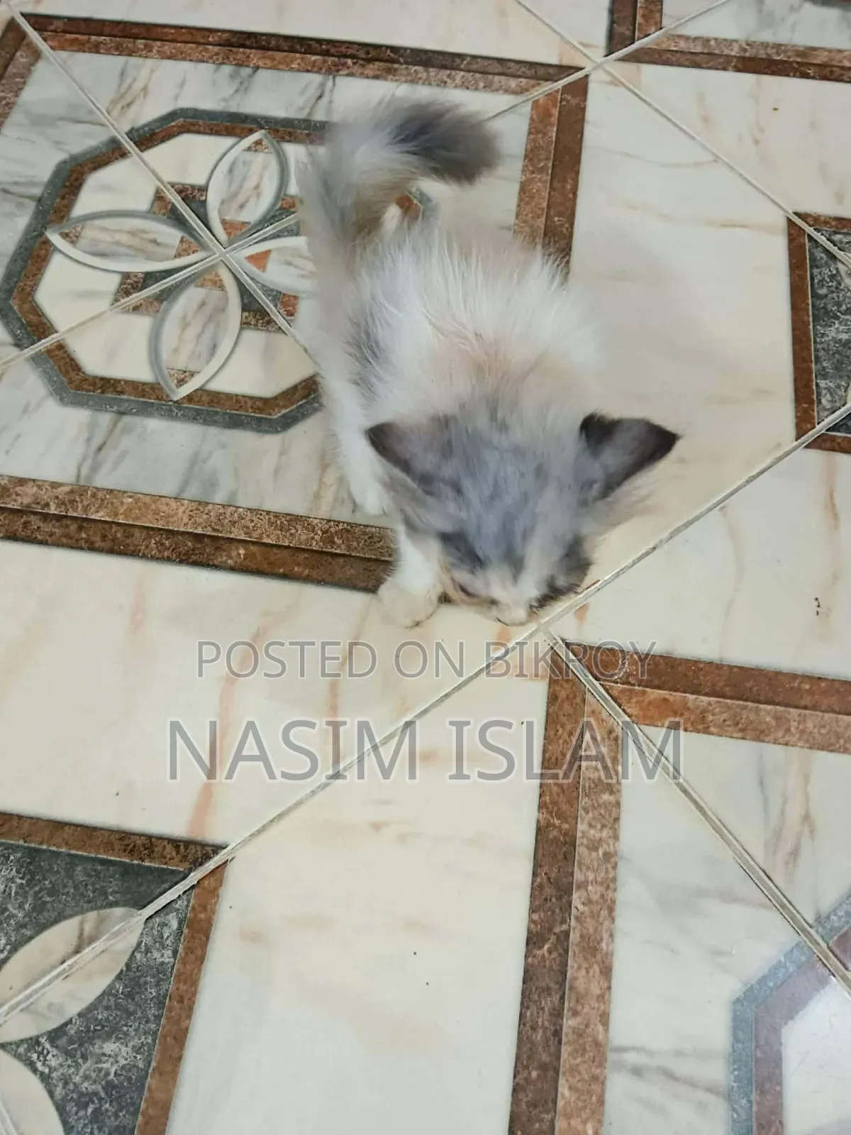 ১-৩ মাস বয়সী ফিমেল মিক্সড ব্রিড পার্সিয়ান