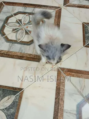 1-3 Months Female Mixed Breed Persian