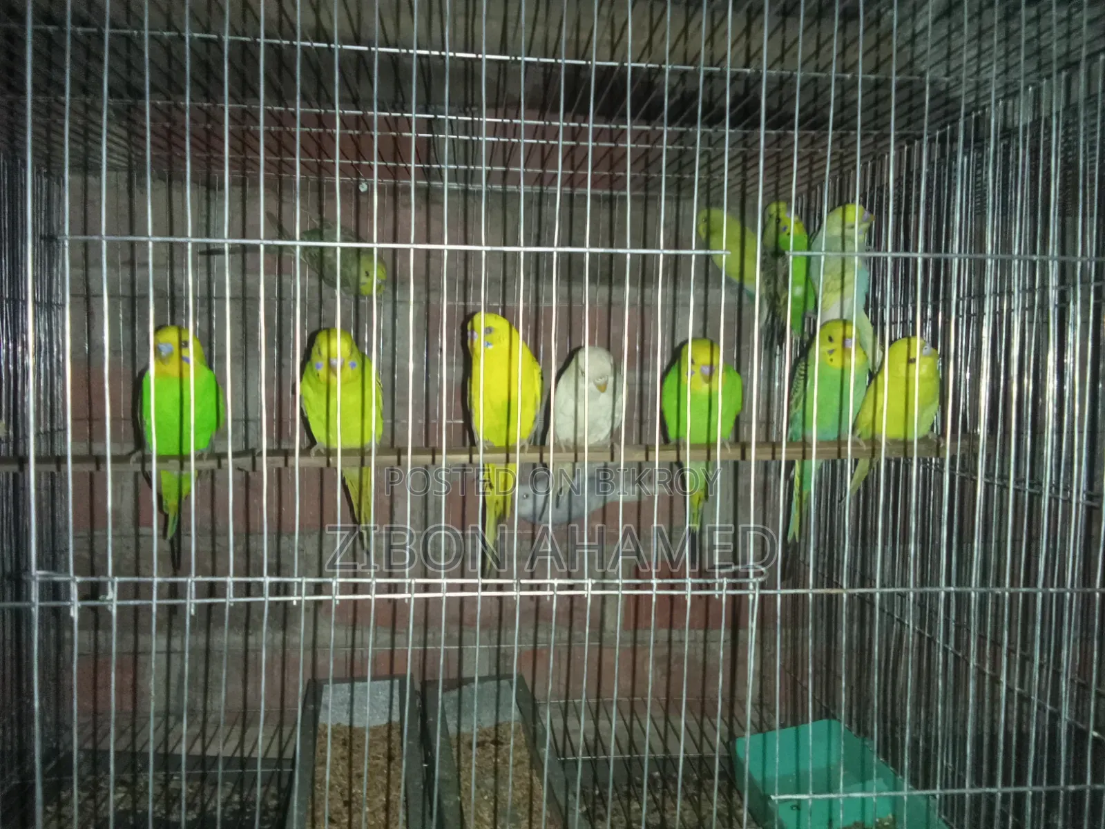 বাজরিকা পাখি বিক্রি করা হবে