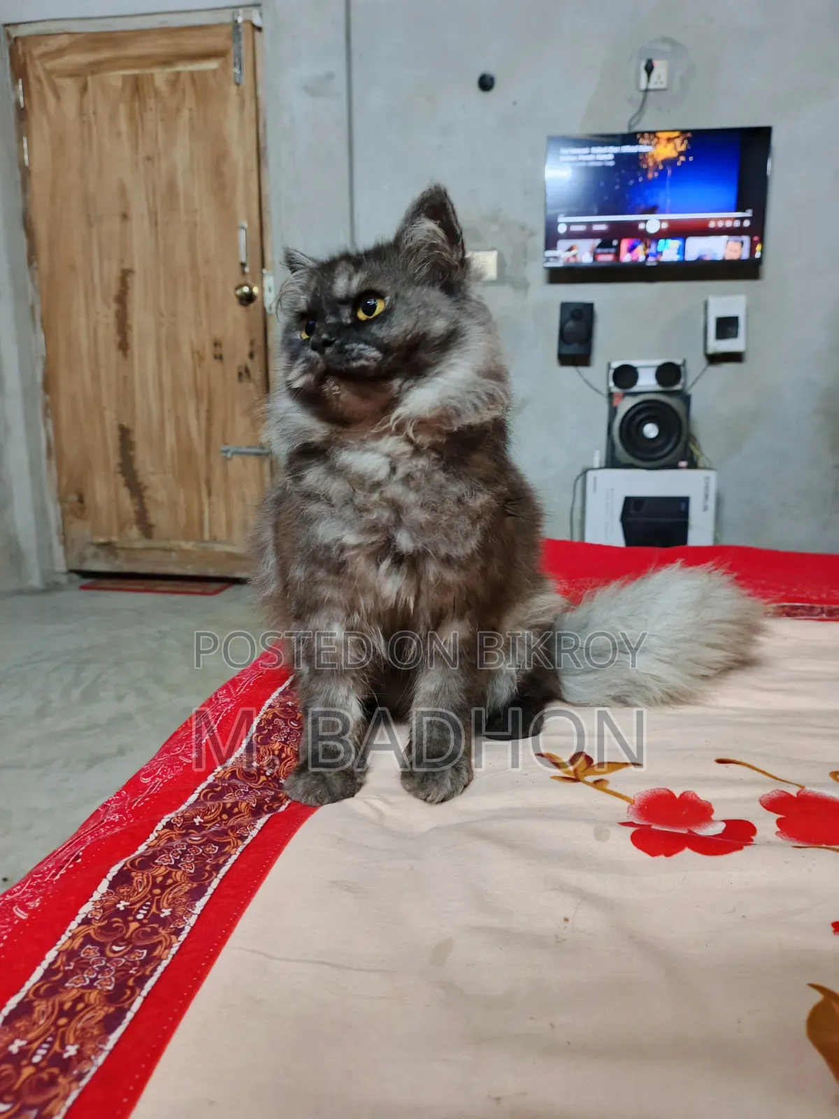 1+ Year Male Purebred Persian