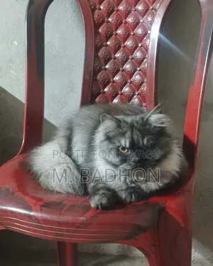 1+ Year Male Purebred Persian