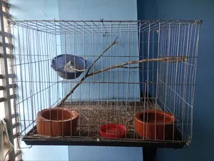 6 Pieces Cage For Sale