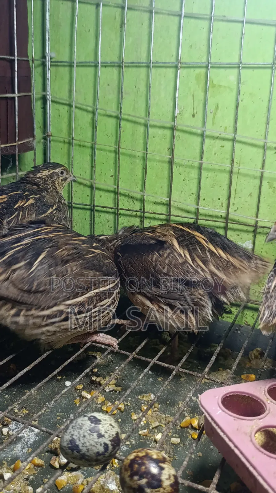 Running birds laying eggs, no issues, for sale with cage