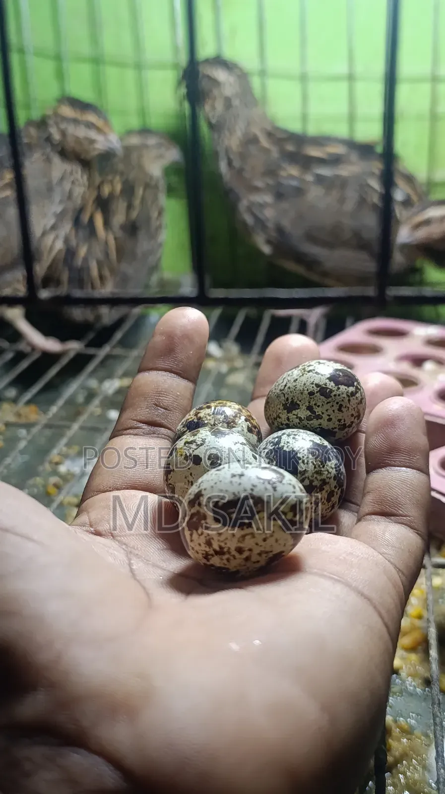 Running birds laying eggs, no issues, for sale with cage
