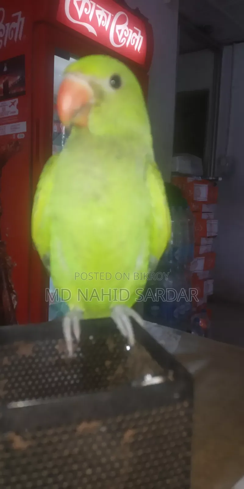 Green Parrot