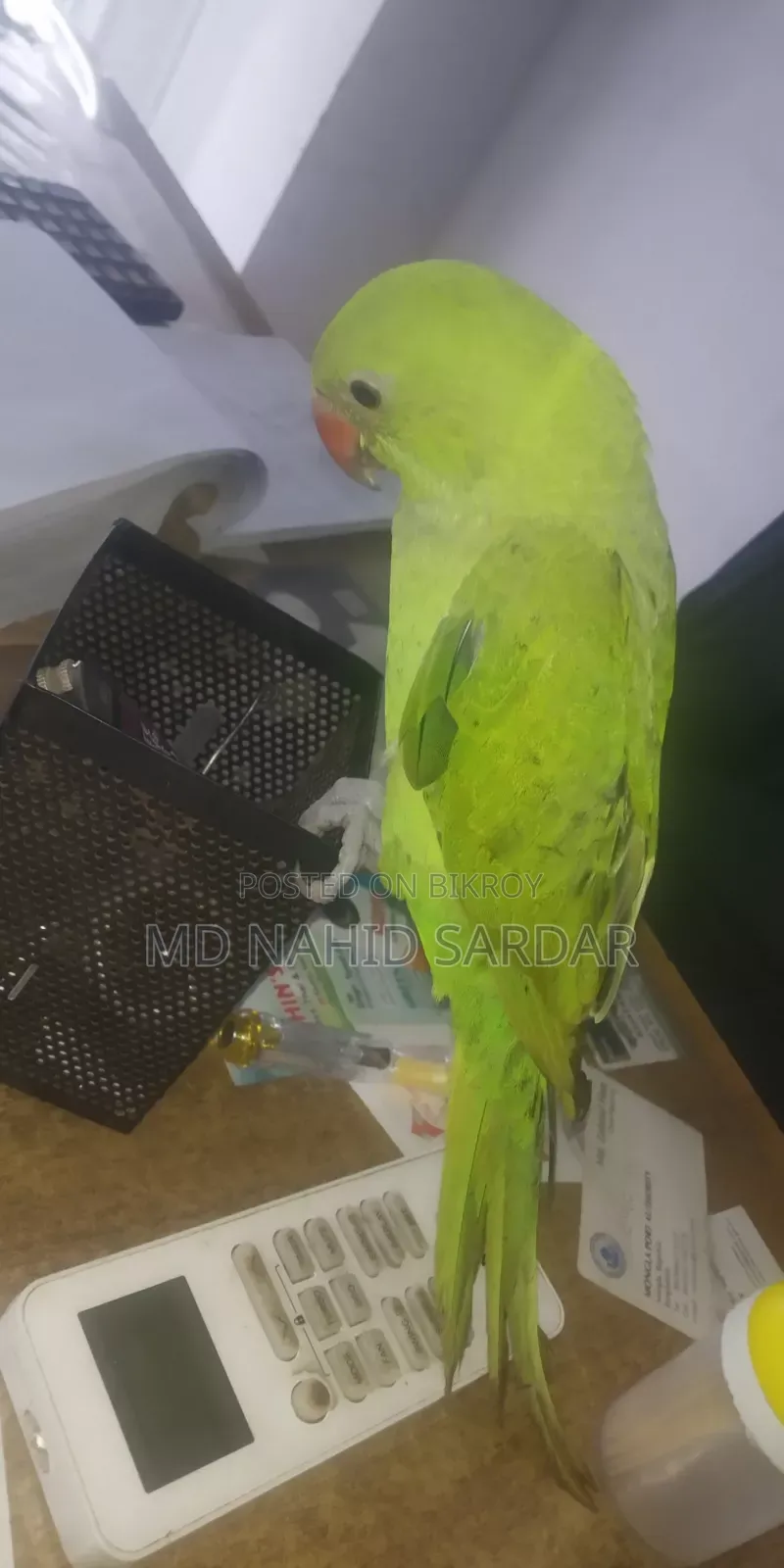 Green Parrot