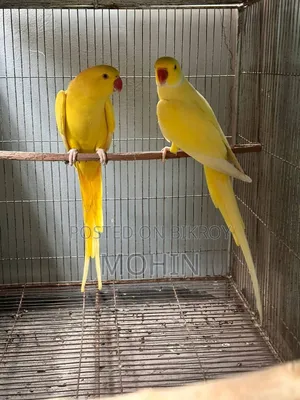 Lutino Ringneck Breeding Pair