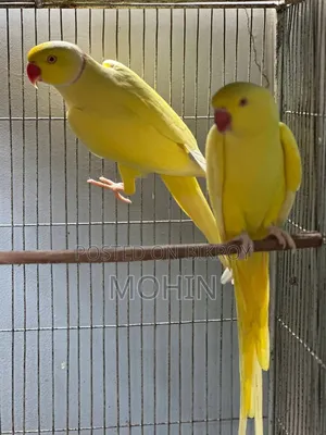 Lutino Ringneck Breeding Pair