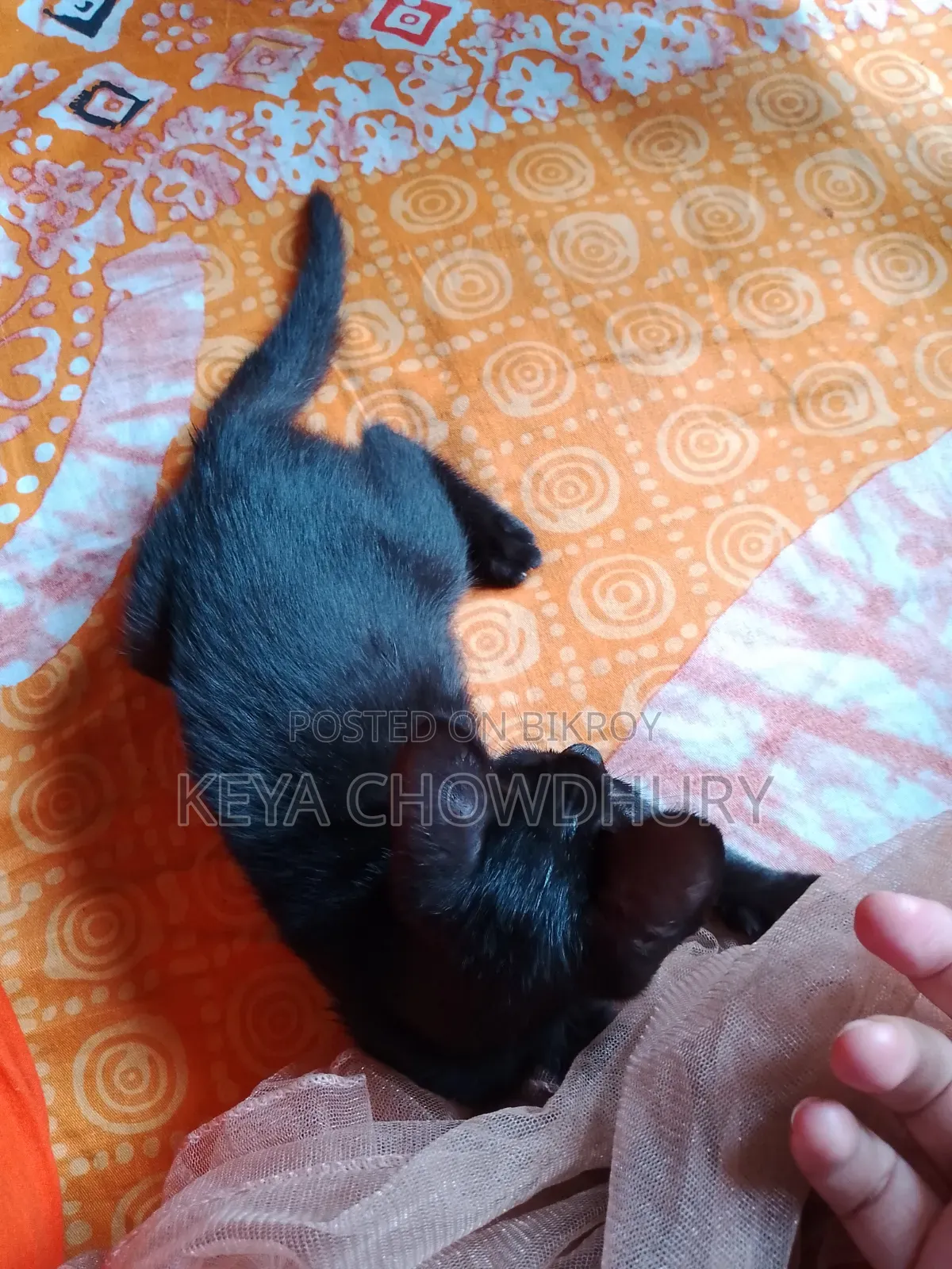 1-3 Months Female Purebred Bengal