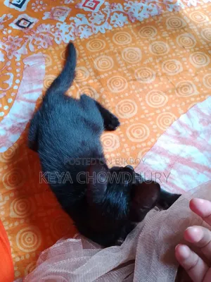 1-3 Months Female Purebred Bengal