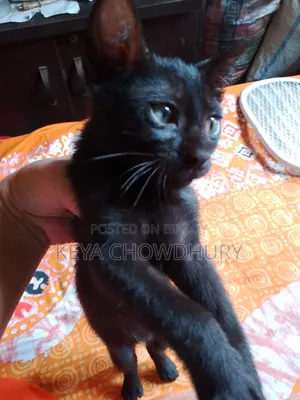 1-3 Months Female Purebred Bengal