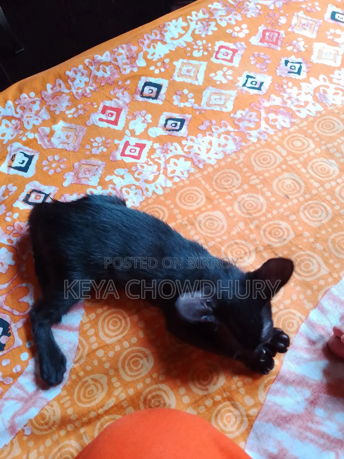 1-3 Months Female Purebred Bengal