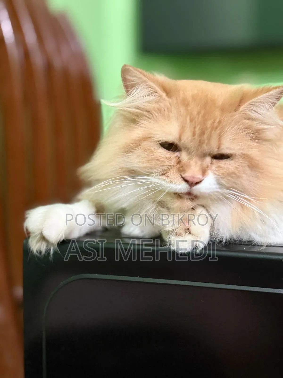 6-12 Months Female Purebred Persian