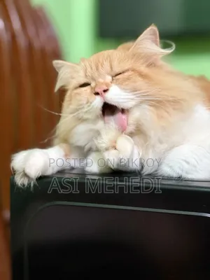 6-12 Months Female Purebred Persian