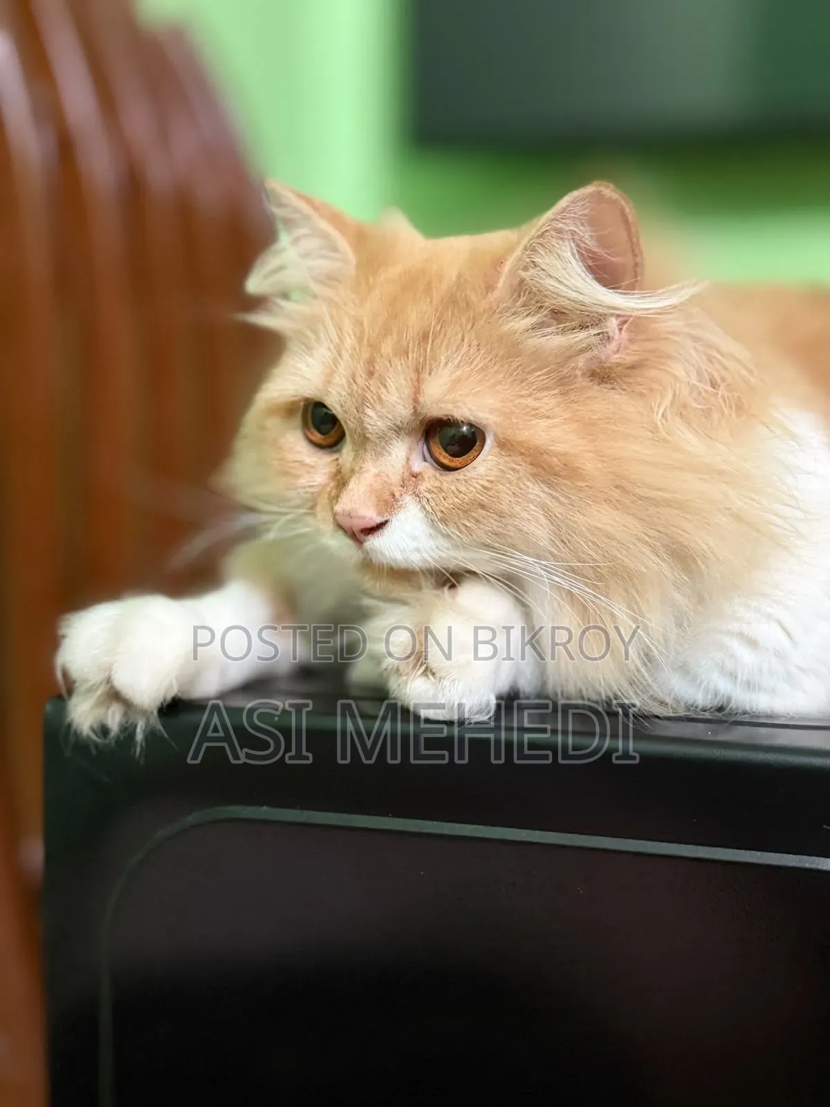 6-12 Months Female Purebred Persian