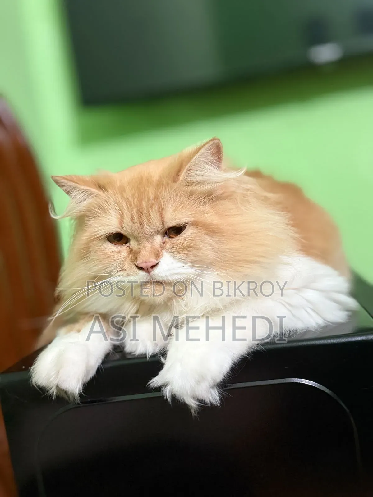 6-12 Months Female Purebred Persian