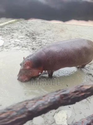 টেকনো স্পার্ক গো ৬৪ জিবি কালো