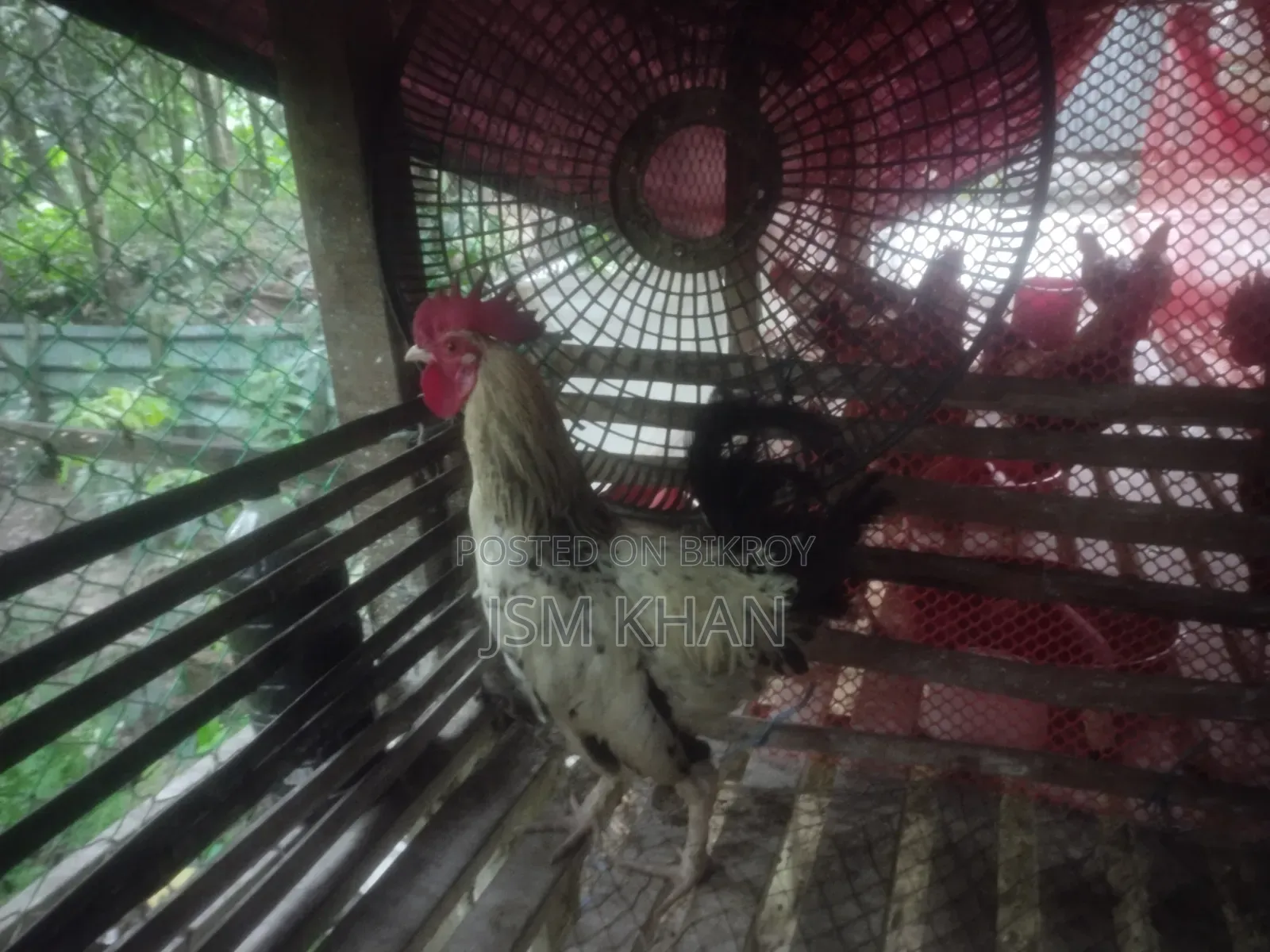 দেশি মোরগ বিক্রি করা হবে।