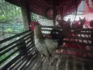 দেশি মোরগ বিক্রি করা হবে।