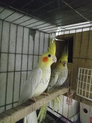 কোকাটাল পাখি বিক্রি