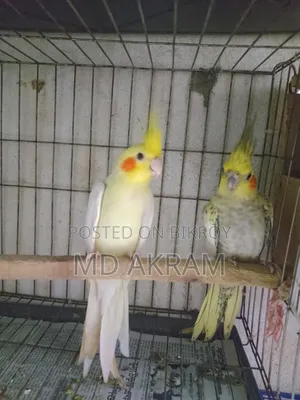 কোকাটাল পাখি বিক্রি