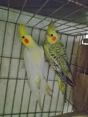 কোকাটাল পাখি বিক্রি