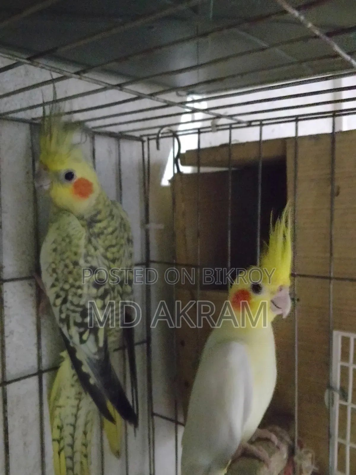 কোকাটাল পাখি বিক্রি
