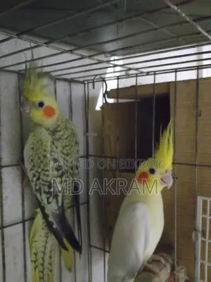 কোকাটাল পাখি বিক্রি