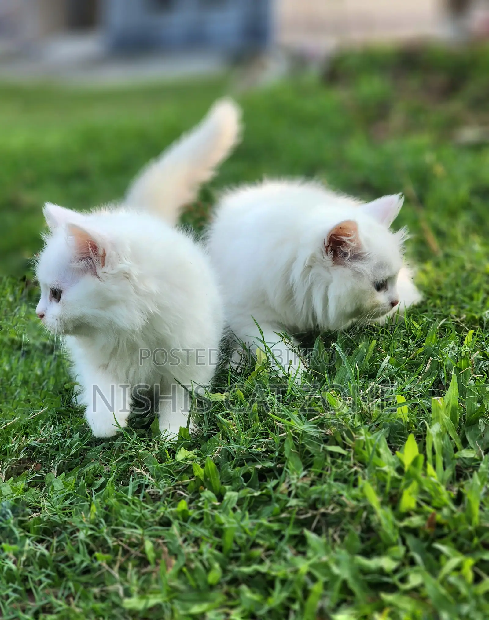 1-3 Months Female Purebred Persian
