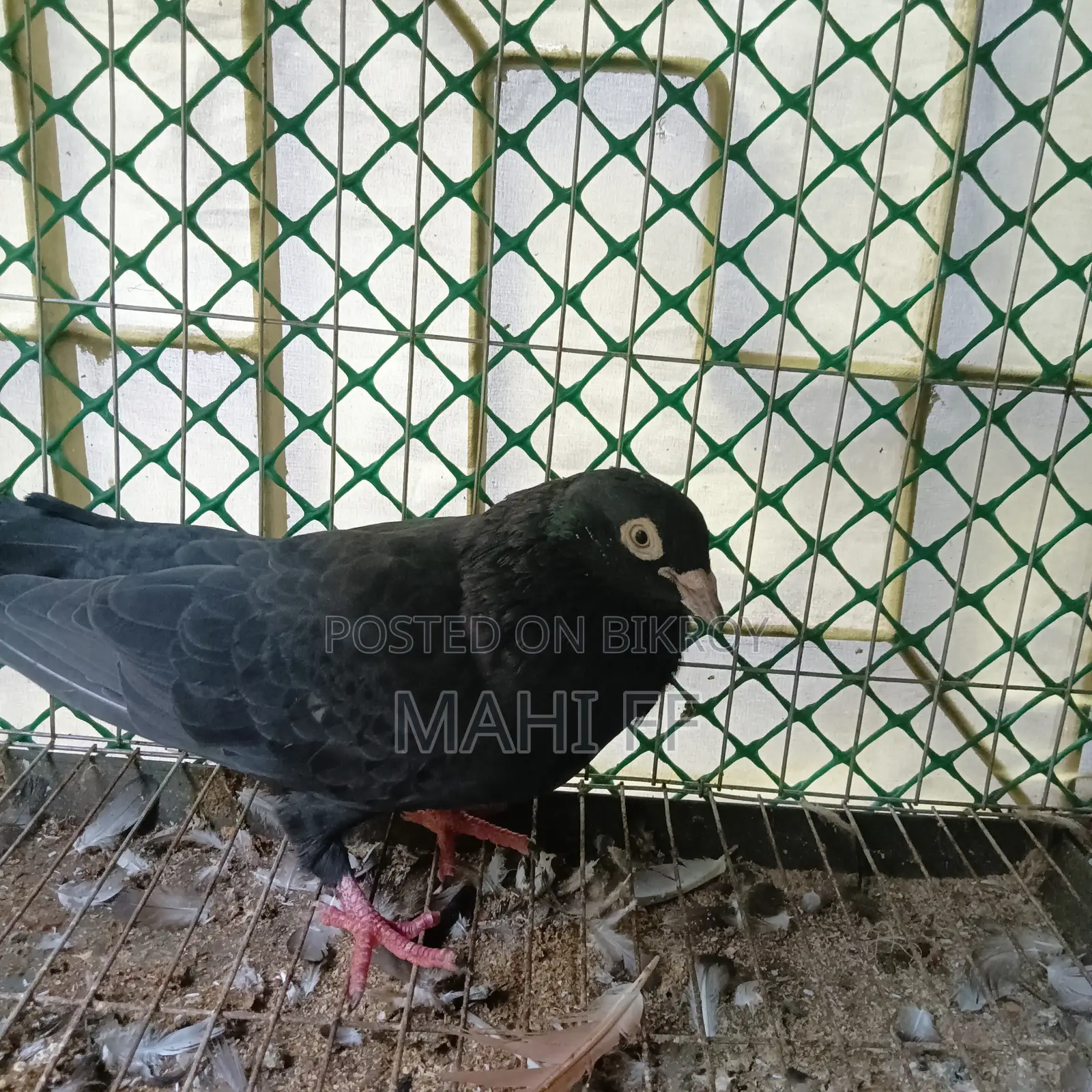 Jhak Pigeon