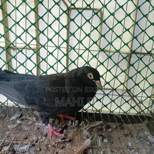Jhak Pigeon