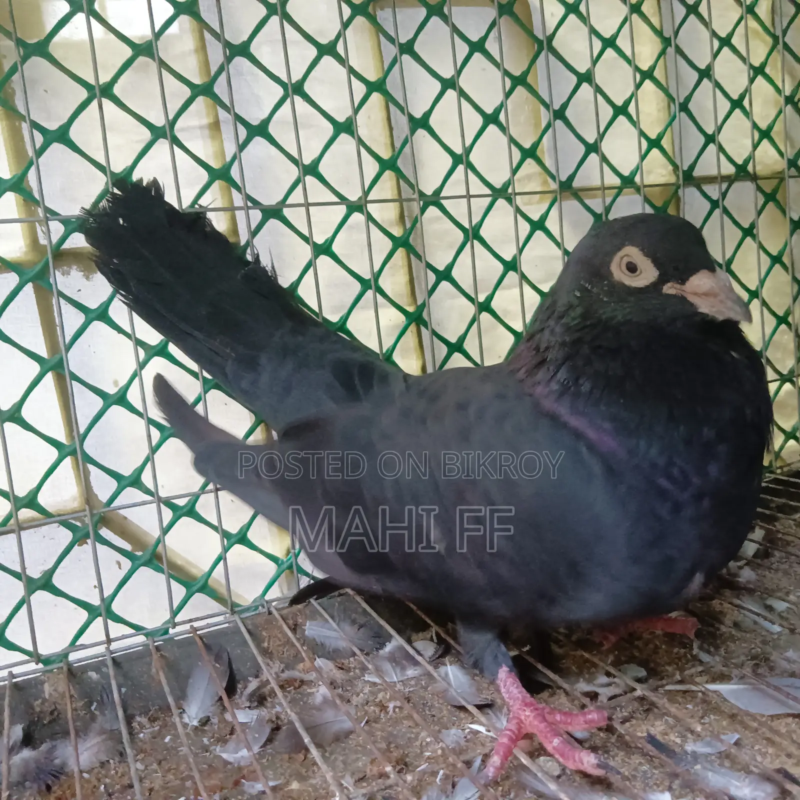 Jhak Pigeon