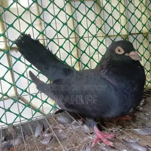 Jhak Pigeon