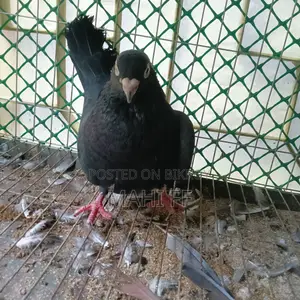 Jhak Pigeon