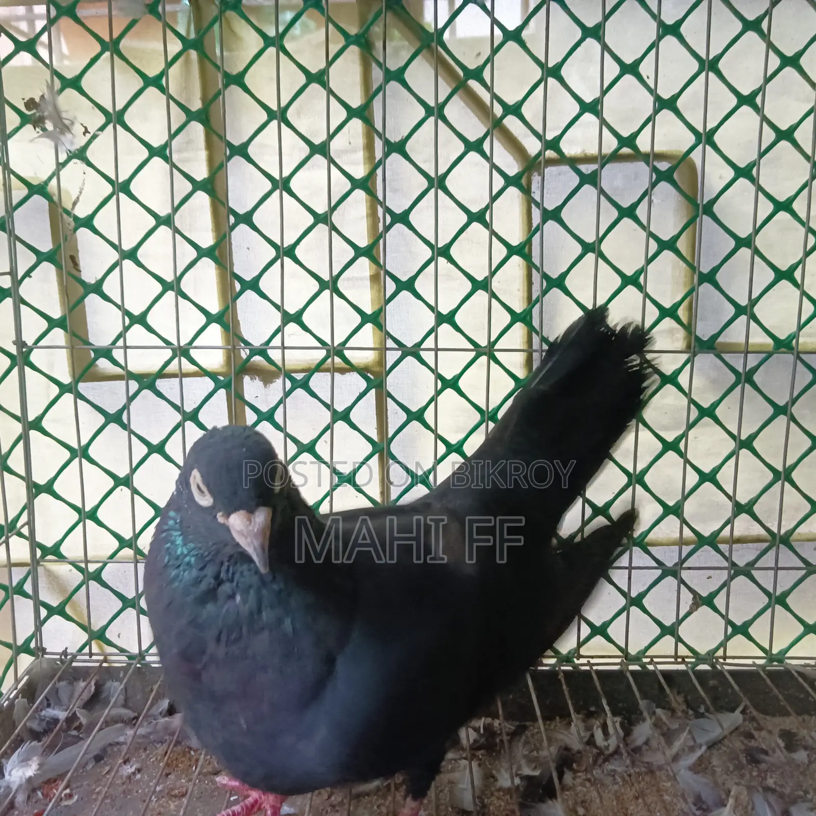 Jhak Pigeon