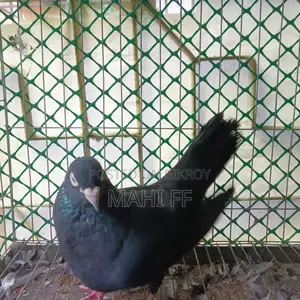 Jhak Pigeon