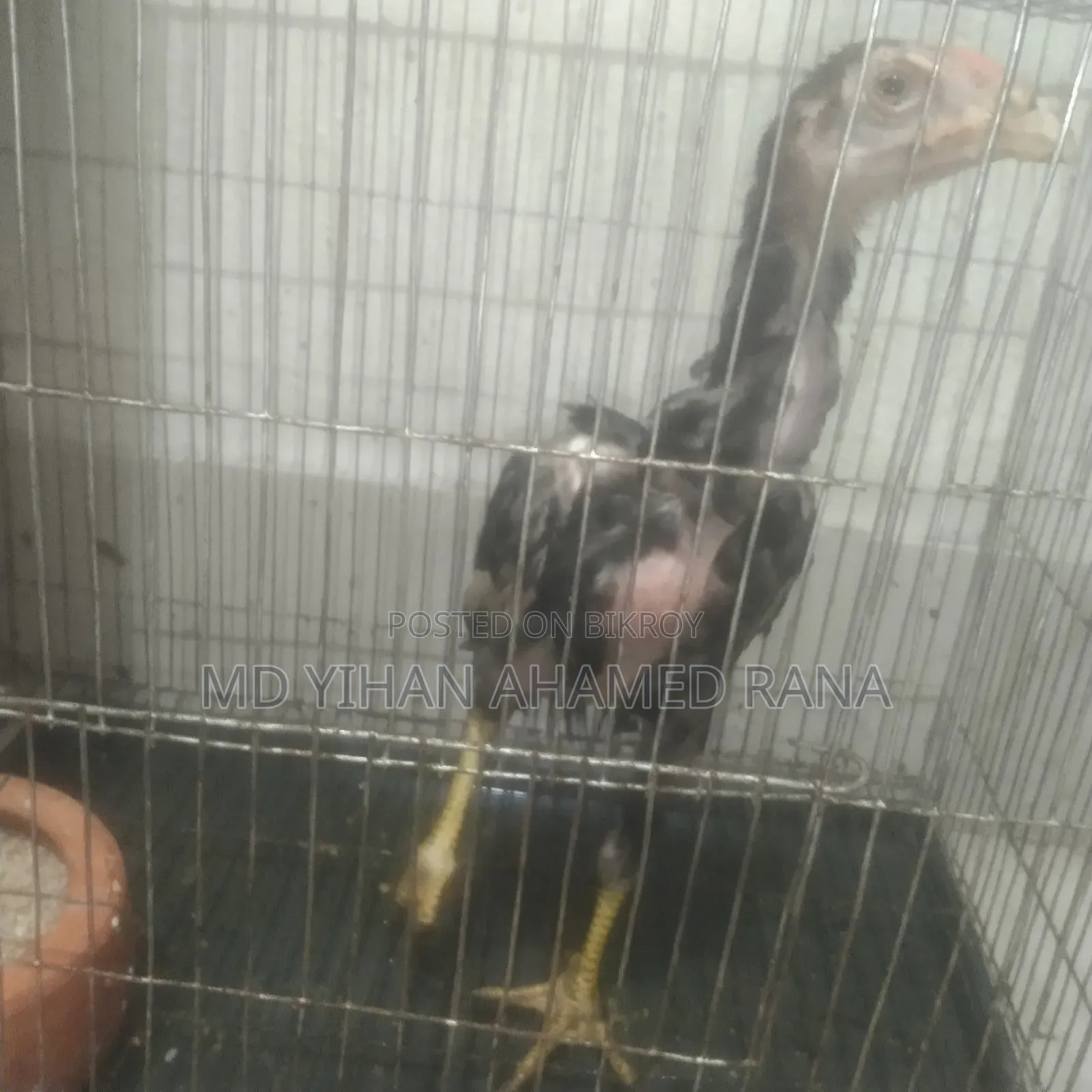Fighter Chicken for Sale