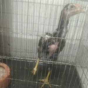 Fighter Chicken for Sale