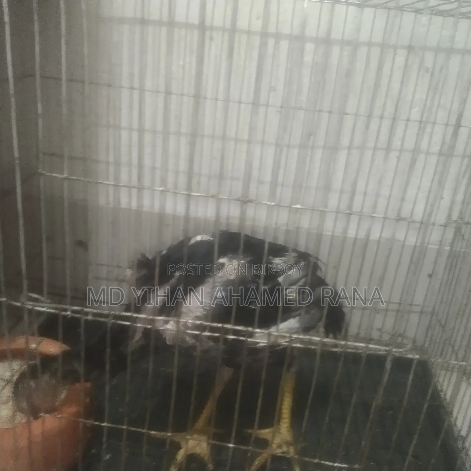 Fighter Chicken for Sale