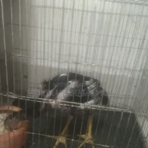Fighter Chicken for Sale