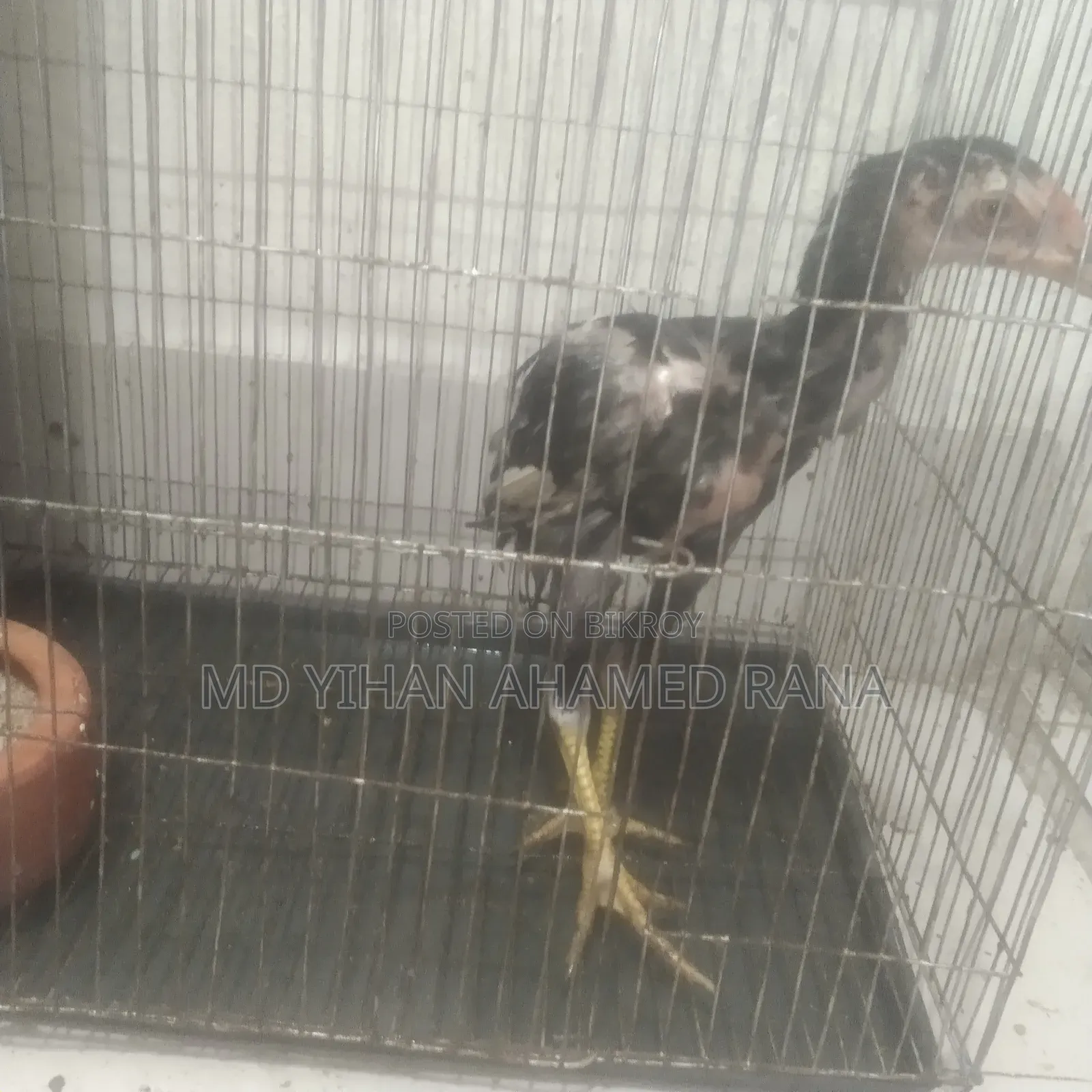 Fighter Chicken for Sale