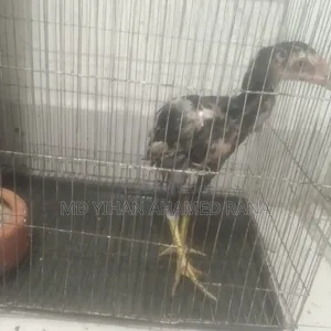 Fighter Chicken for Sale
