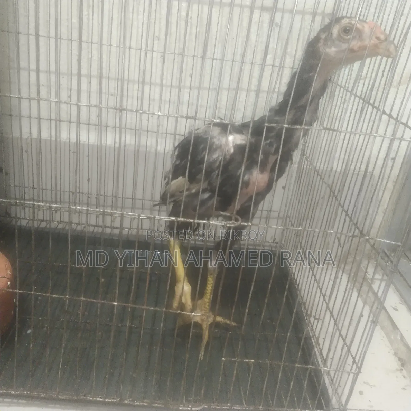 Fighter Chicken for Sale
